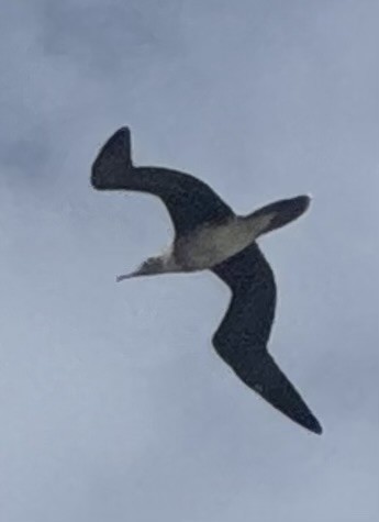 Red-footed Booby - ML633641667