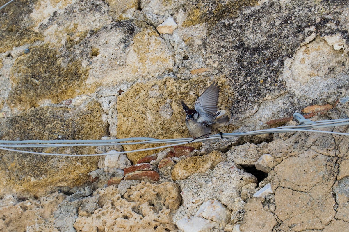 vrabec pokřovní - ML633641692