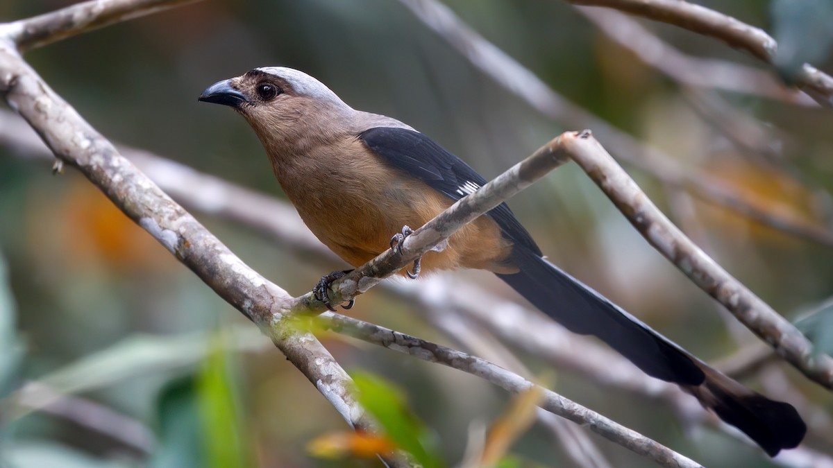Bornean Treepie - ML633641715