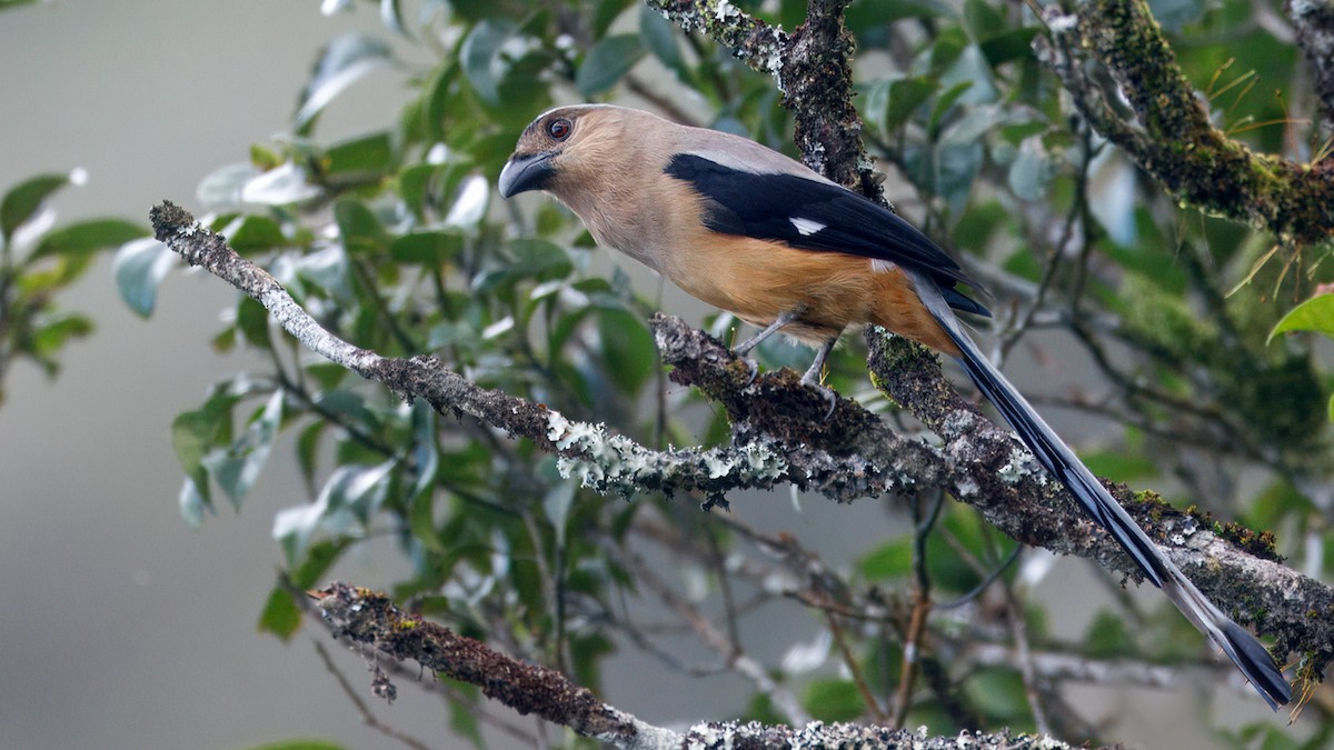 Bornean Treepie - ML633641719