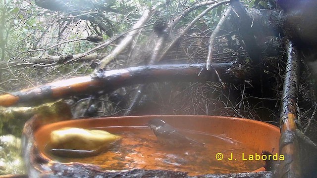 ヒガラ - ML633641743