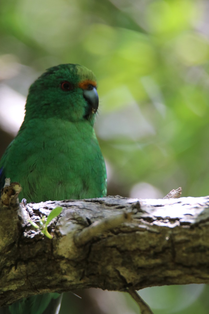 Malherbe's Parakeet - ML633641834