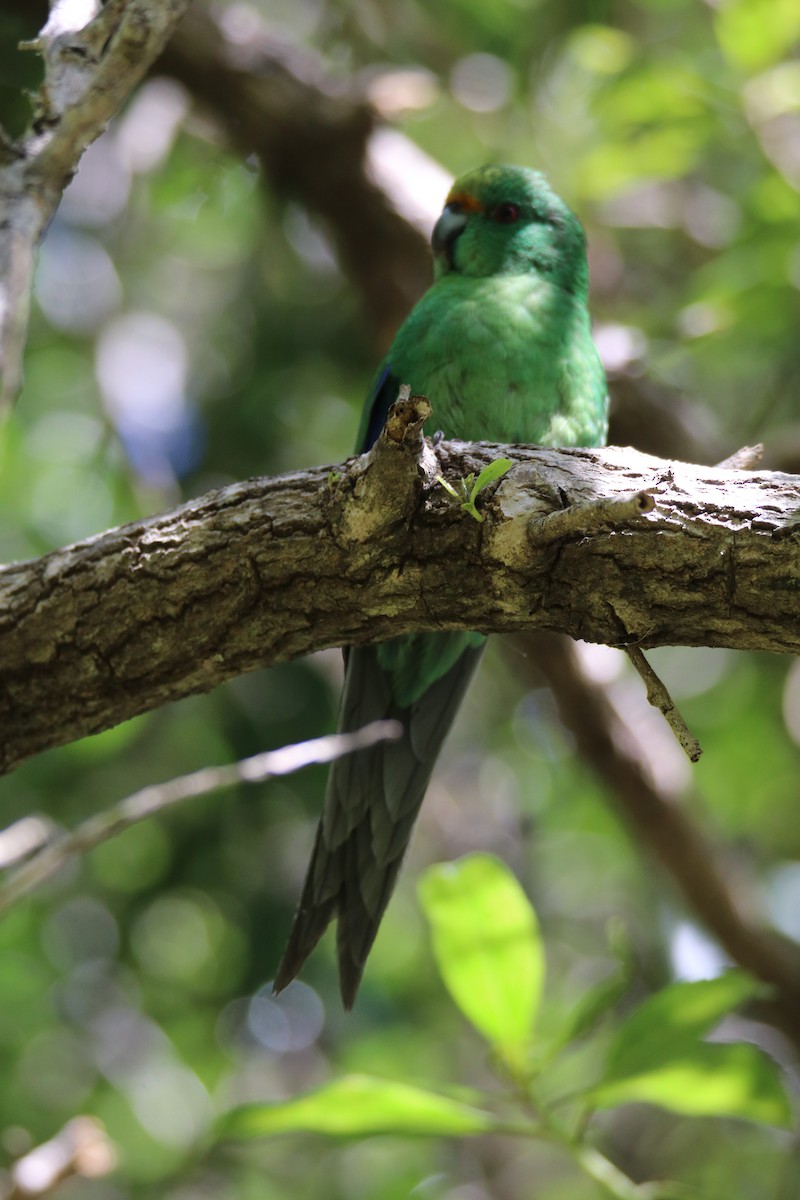 Malherbe's Parakeet - ML633641840