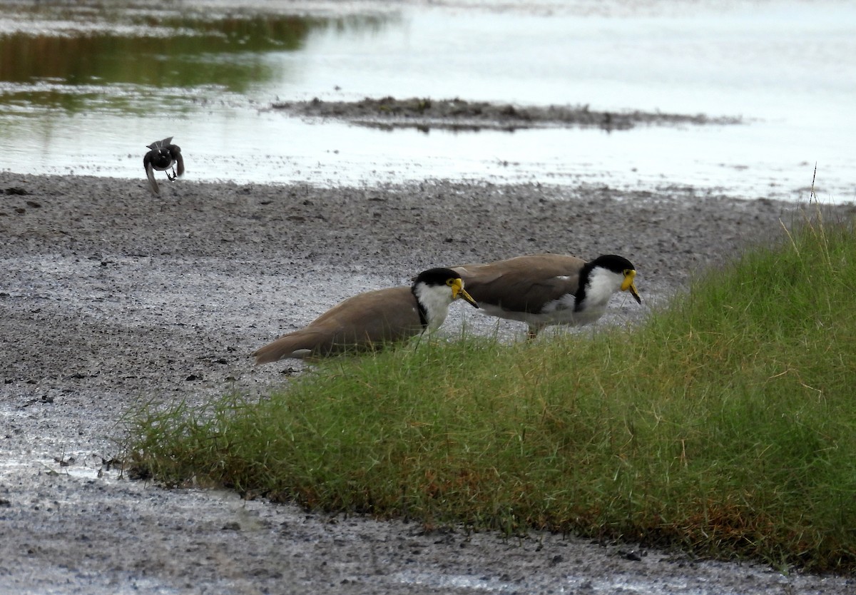 Masked Lapwing - ML633641906