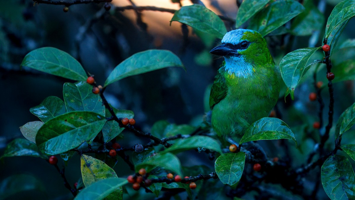 Golden-naped Barbet - ML633641921