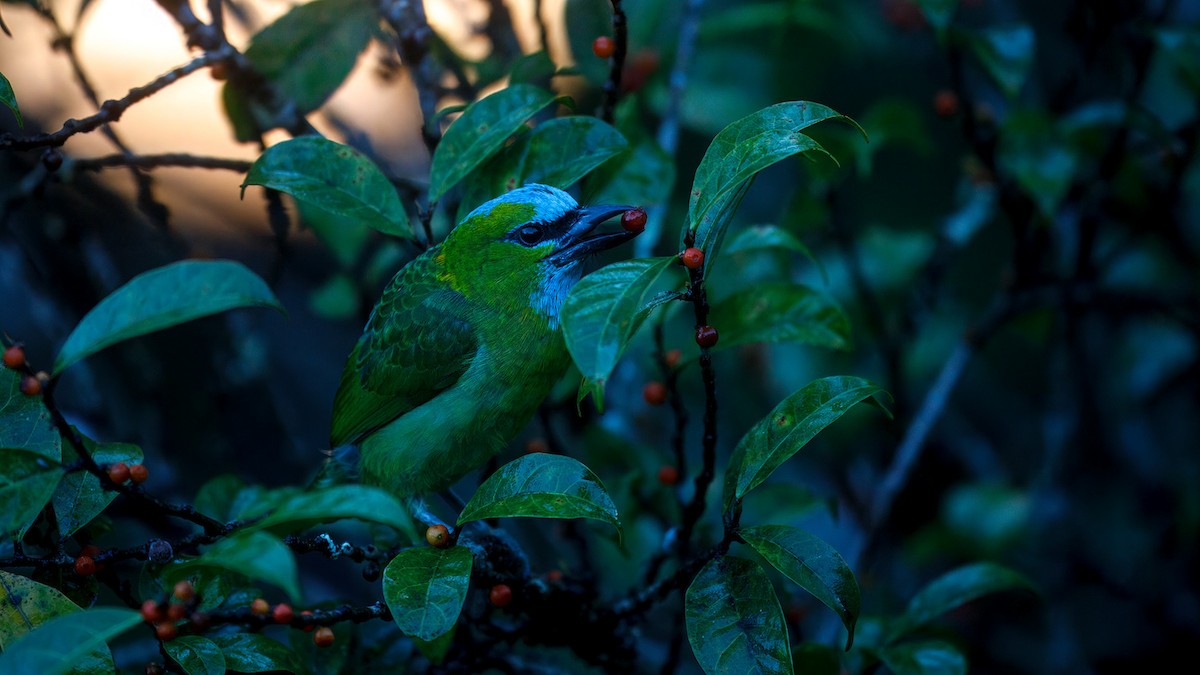 Golden-naped Barbet - ML633641922