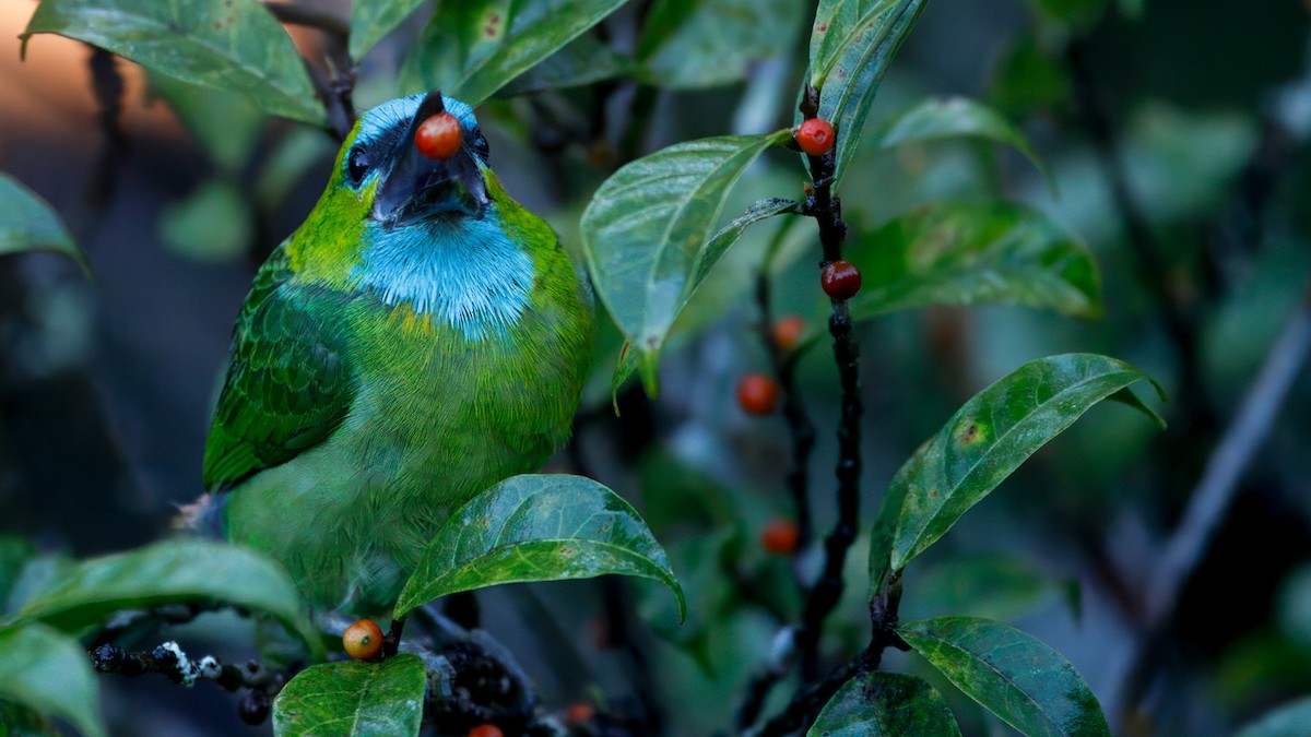 Golden-naped Barbet - ML633641923
