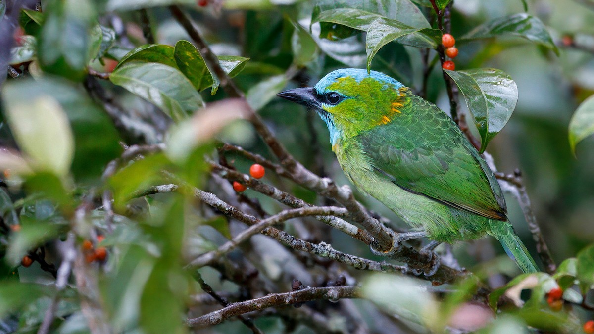 Golden-naped Barbet - ML633641924