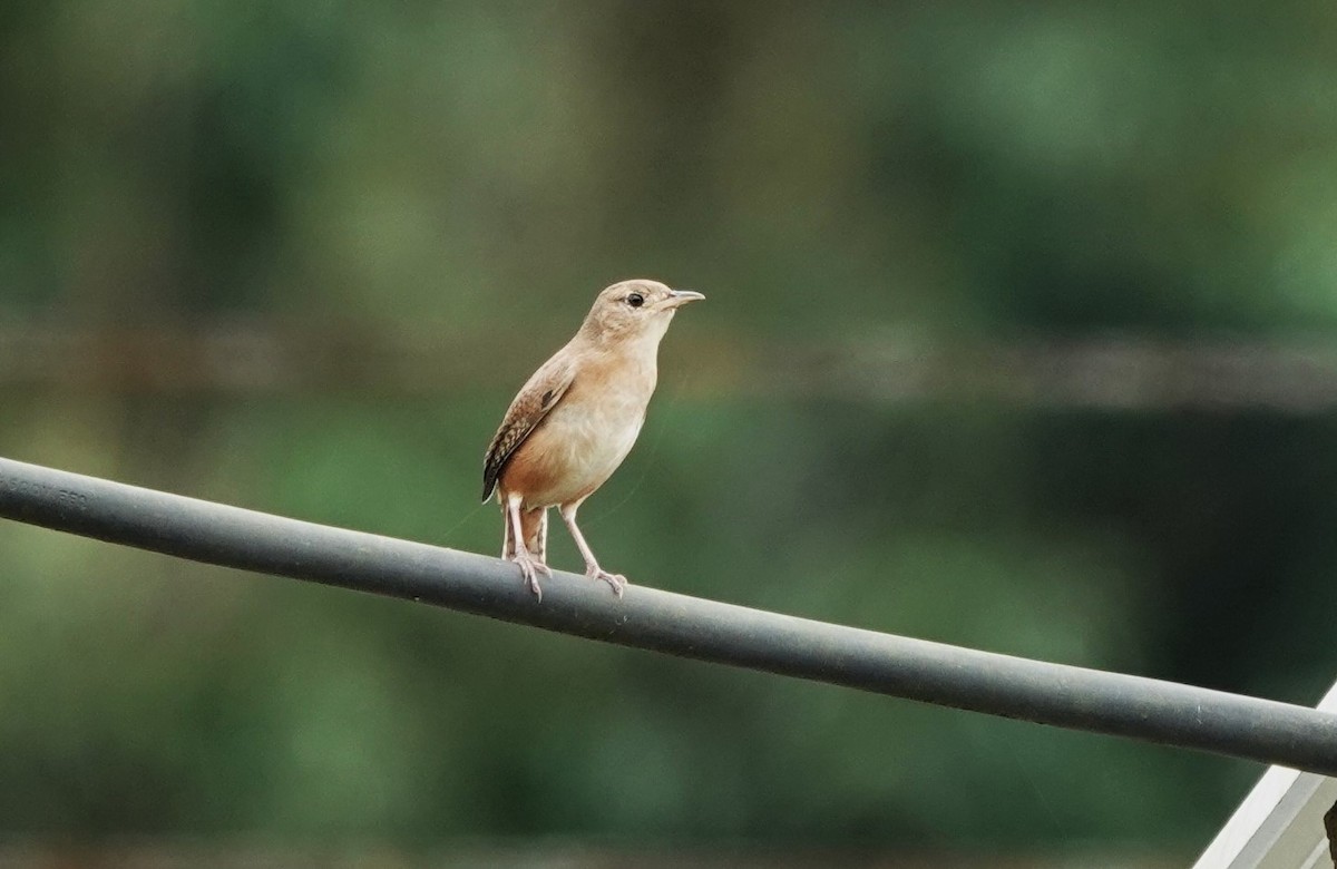 Southern House Wren - ML633642008