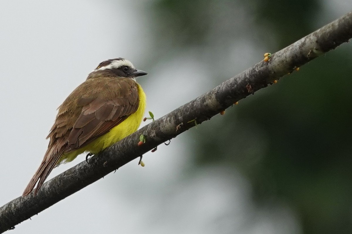 Rusty-margined Flycatcher - ML633642039