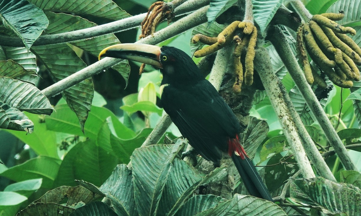Choco Toucan - ML633642118