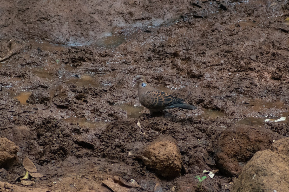 Oriental Turtle-Dove - ML633642132