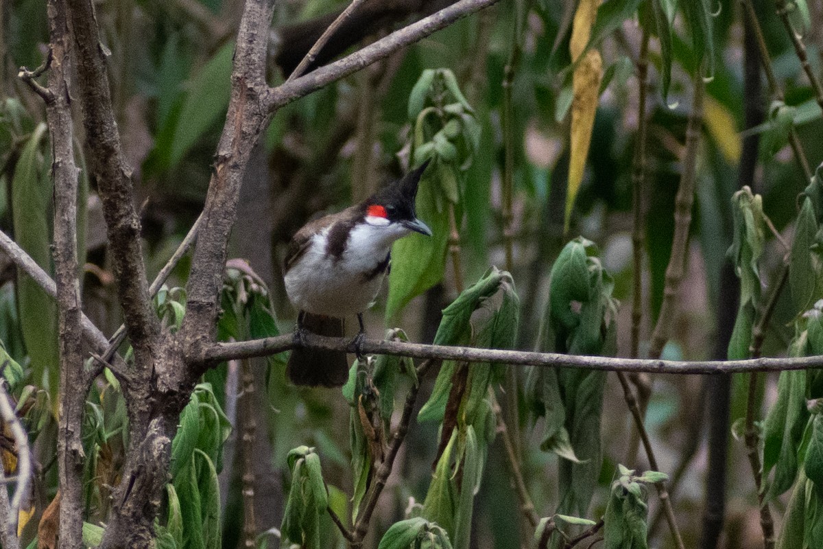 Red-whiskered Bulbul - ML633642142