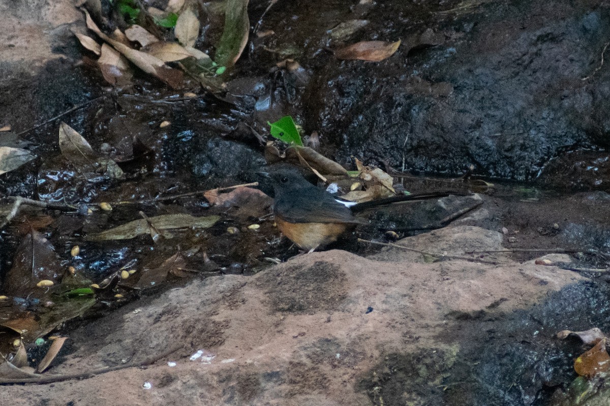 White-rumped Shama - ML633642146