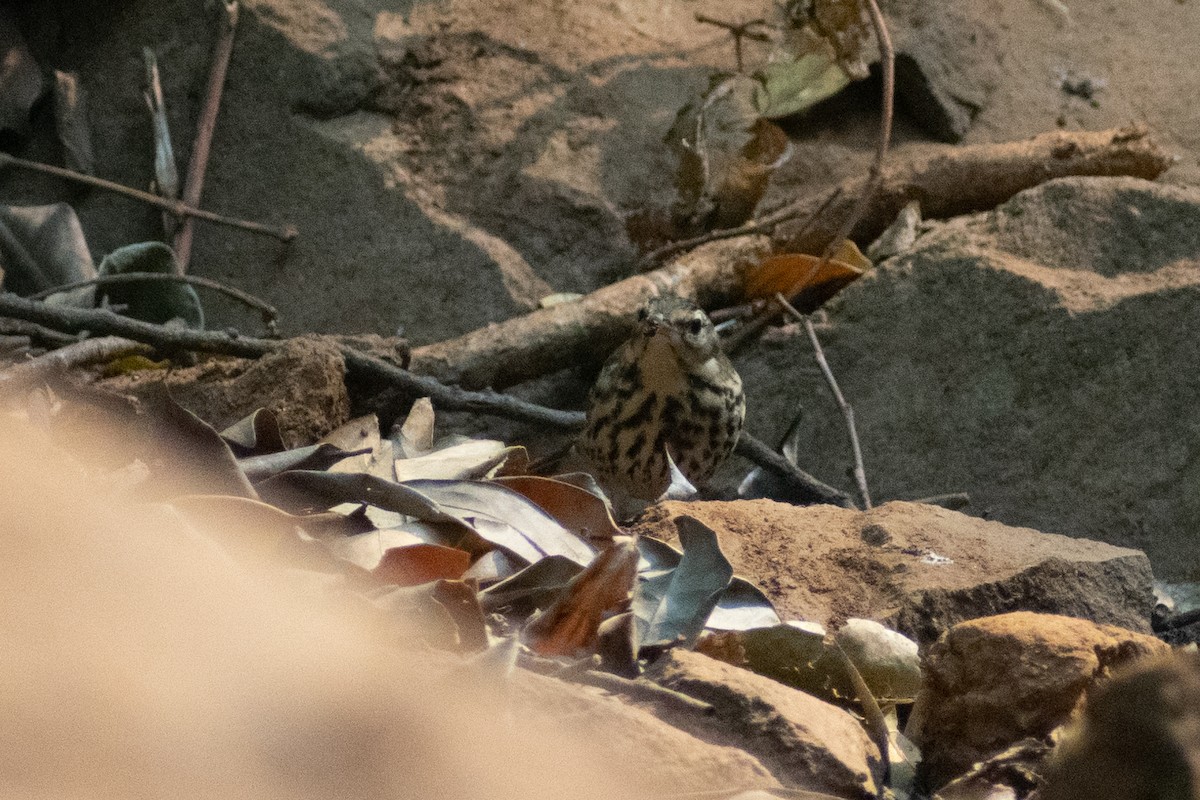 Olive-backed Pipit - ML633642158