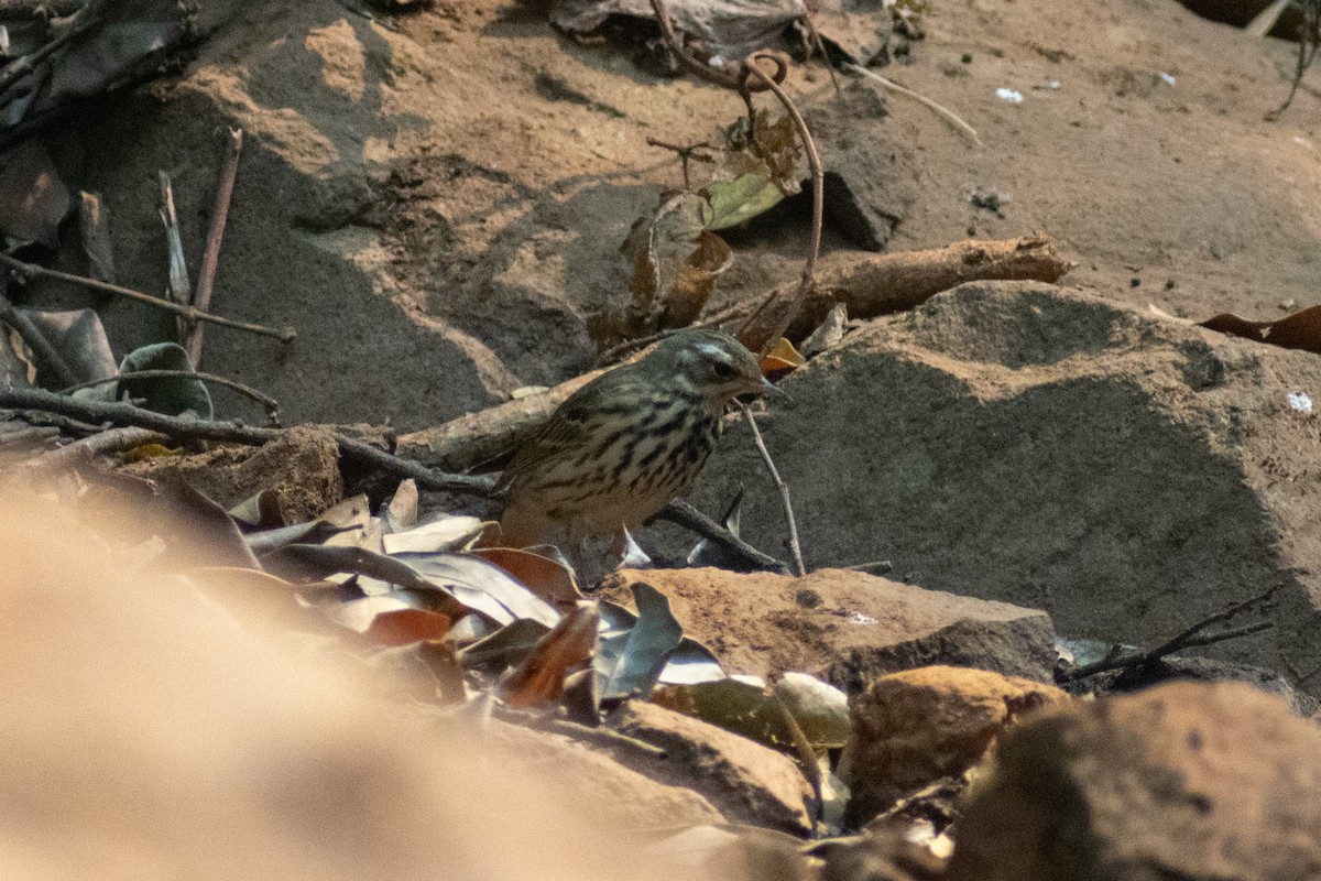 Olive-backed Pipit - ML633642159