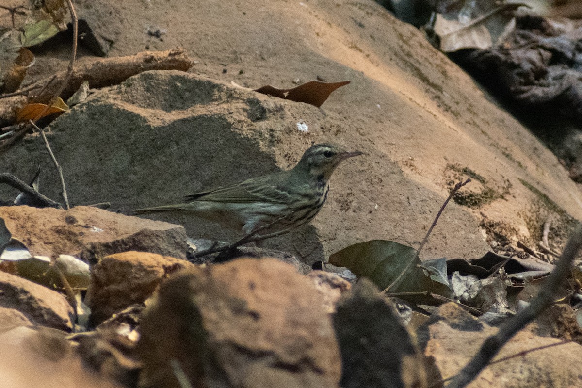 Olive-backed Pipit - ML633642160
