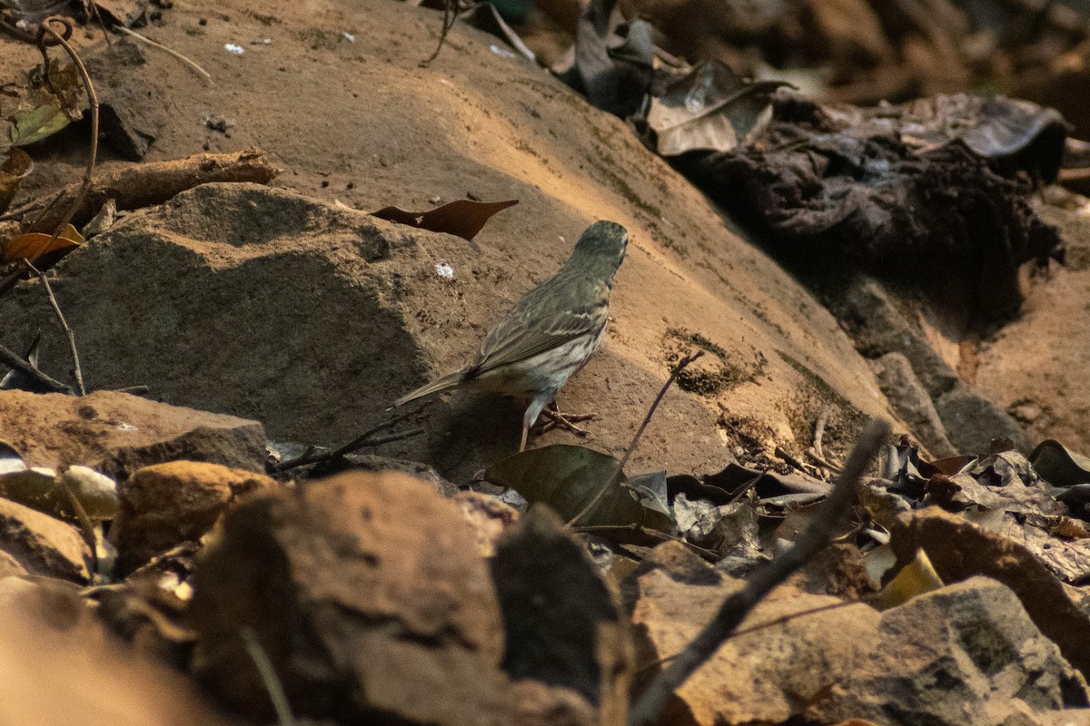 Olive-backed Pipit - ML633642161