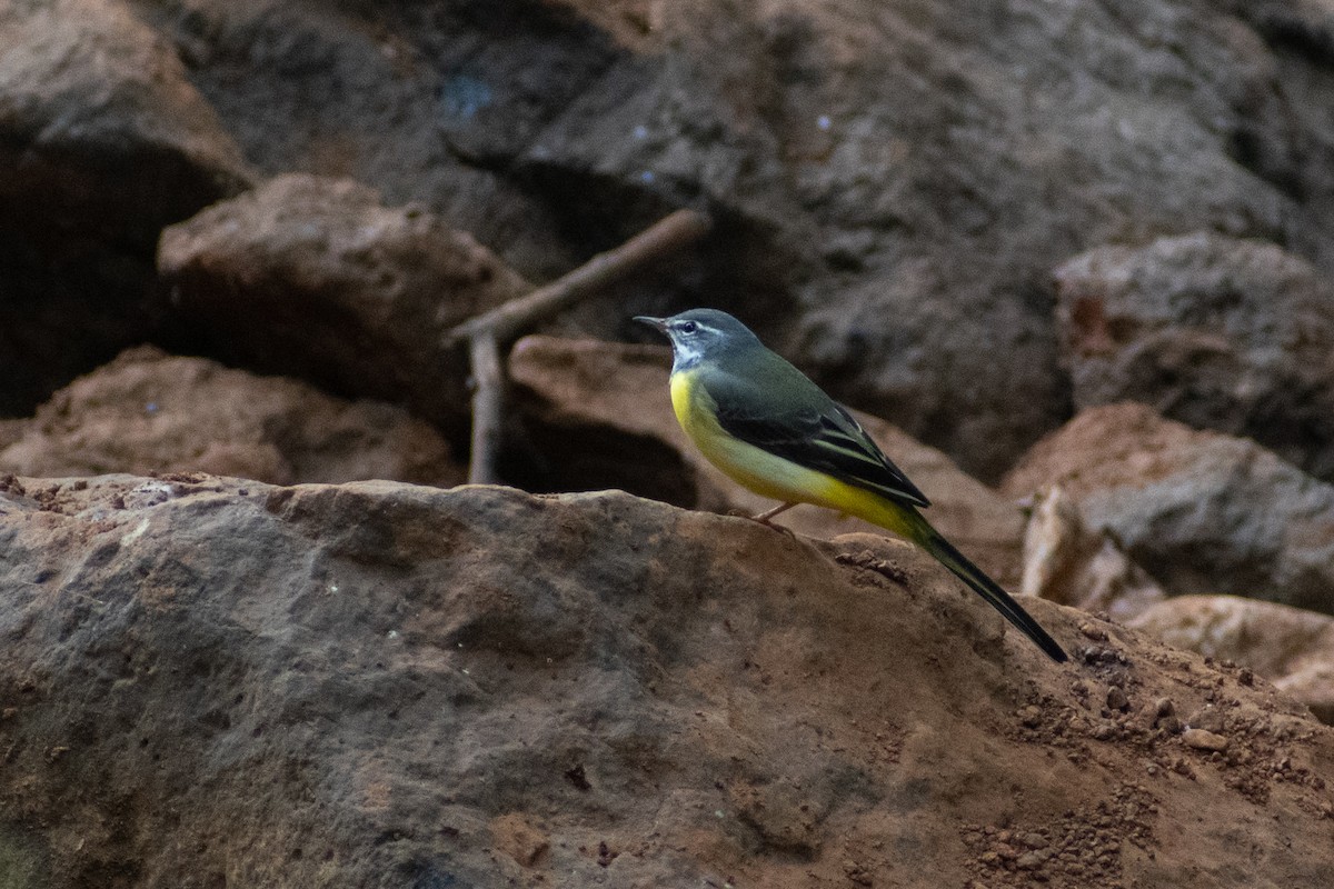 Gray Wagtail - ML633642163