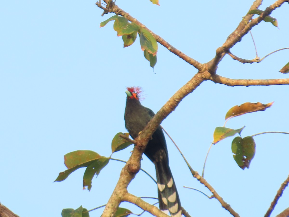 Red-crested Malkoha - ML633642330