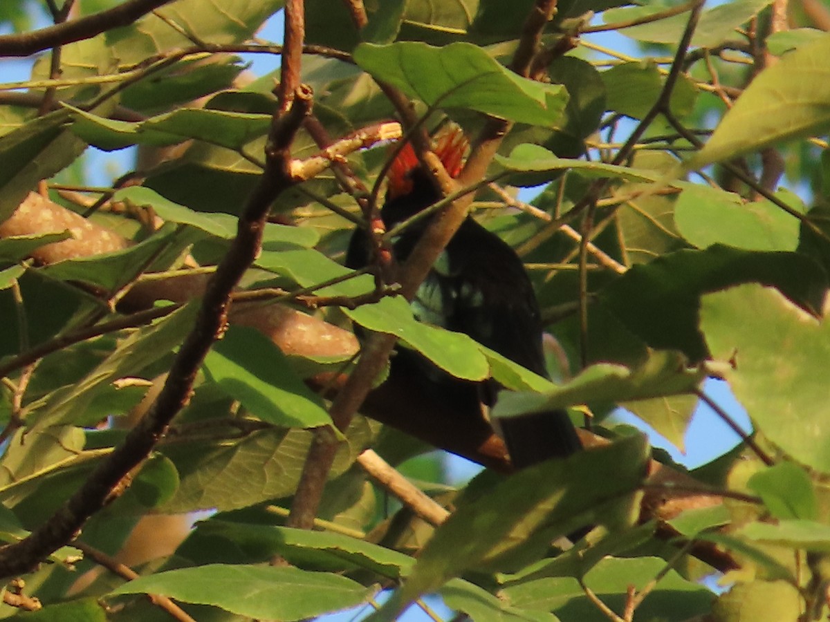 Red-crested Malkoha - ML633642331