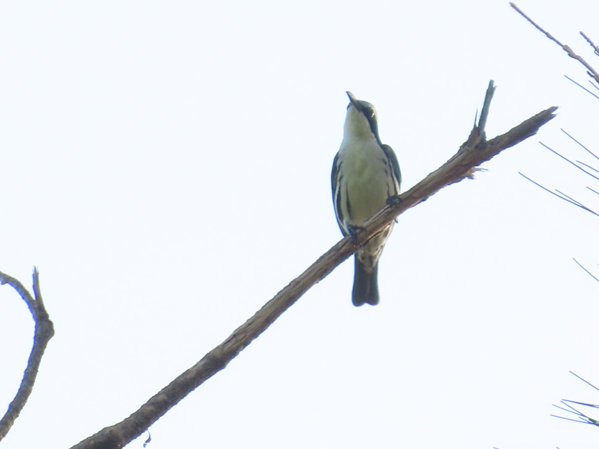 Rabdornis Común - ML633642420