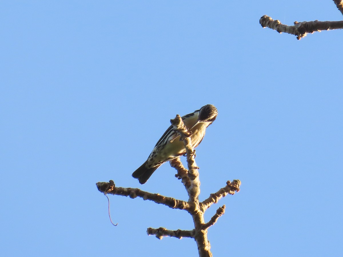 Rabdornis Común - ML633642421
