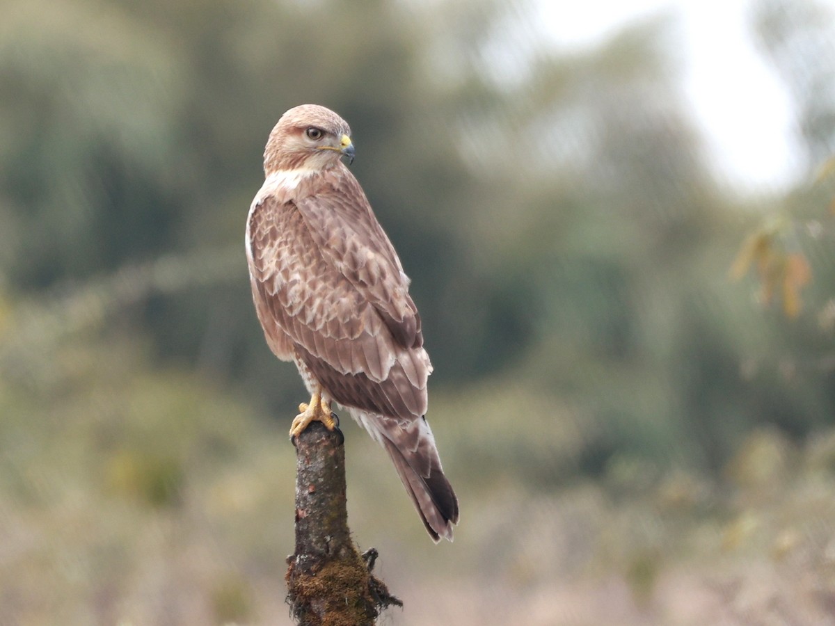Himalayan Buzzard - ML633642480