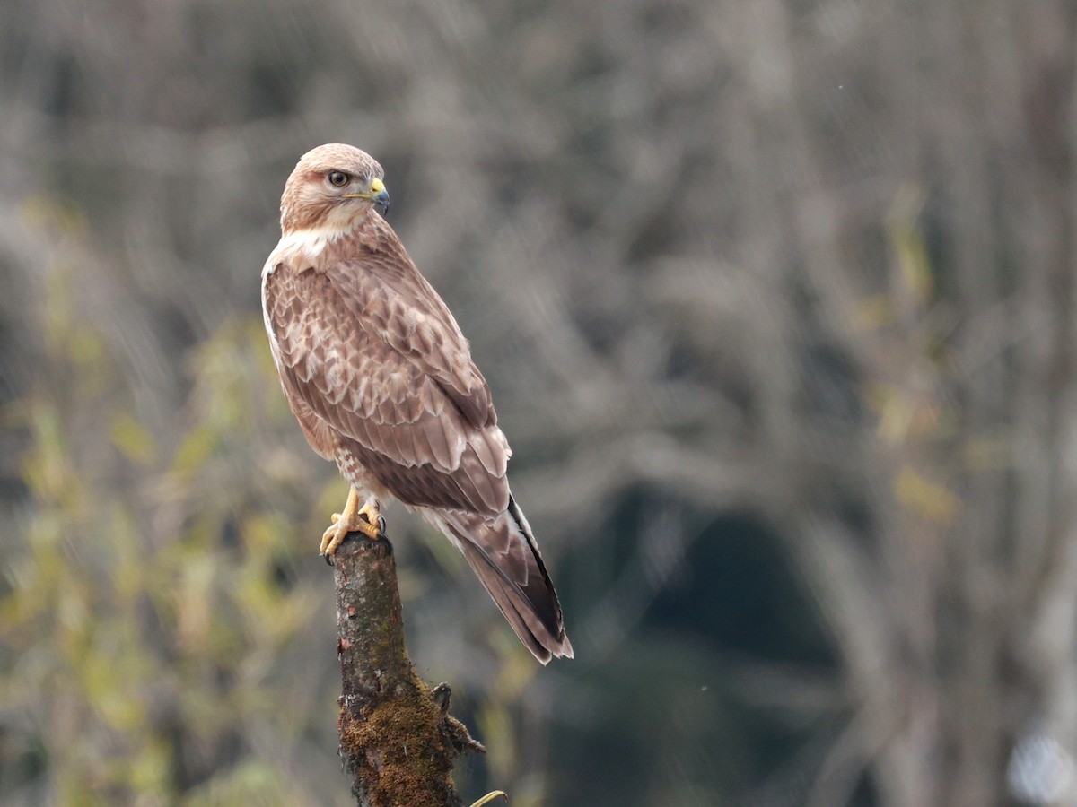 Himalayan Buzzard - ML633642481