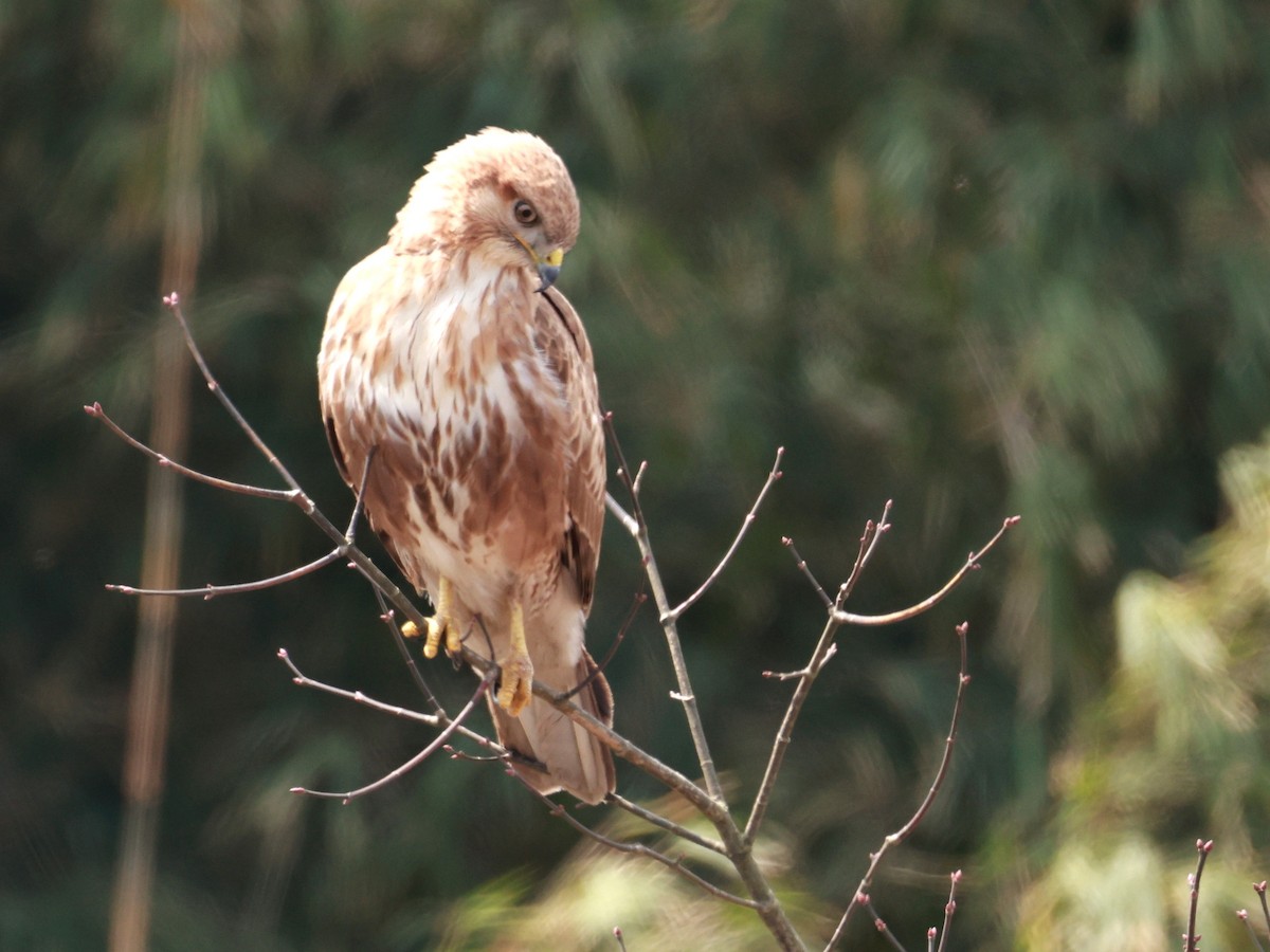 Himalayan Buzzard - ML633642483