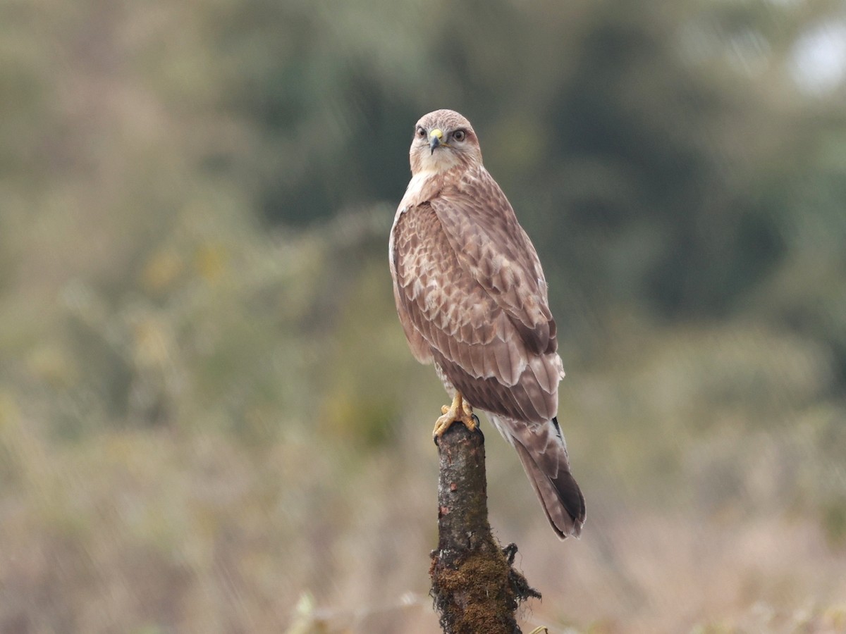 Himalayan Buzzard - ML633642484