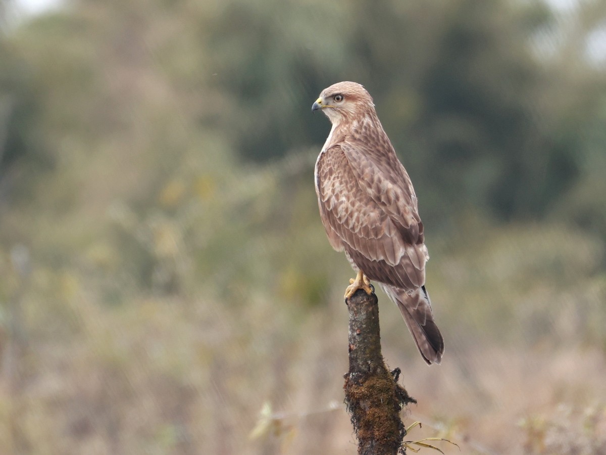Himalayan Buzzard - ML633642485