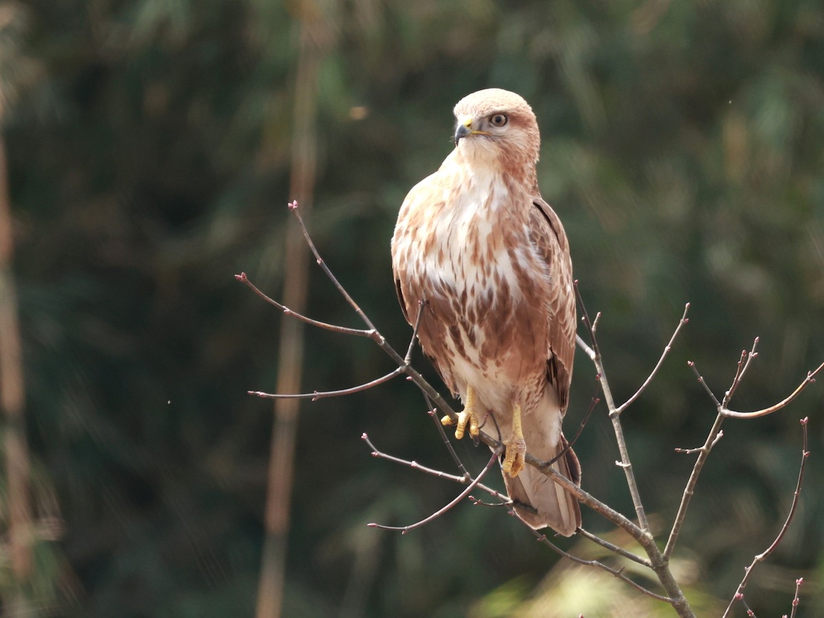 Himalayan Buzzard - ML633642487