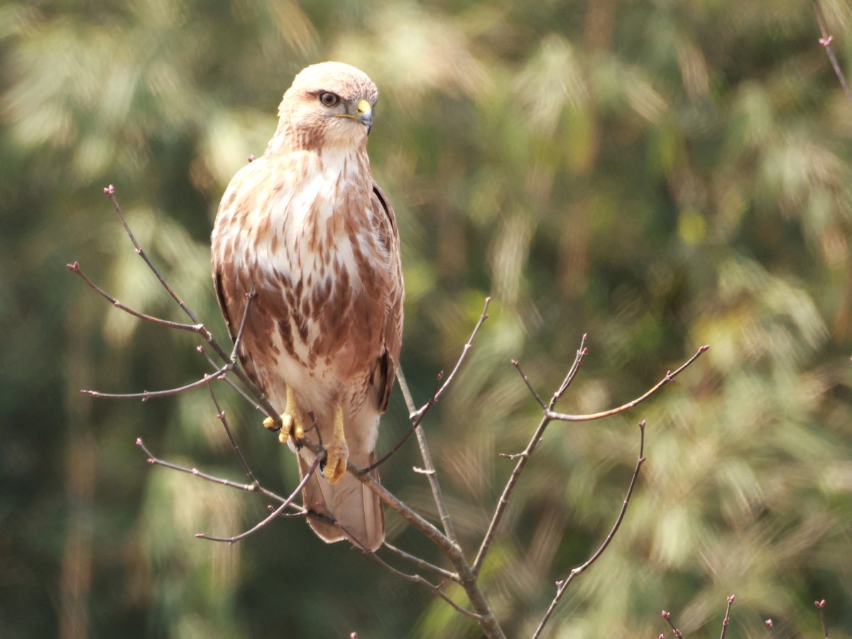 Himalayan Buzzard - ML633642498