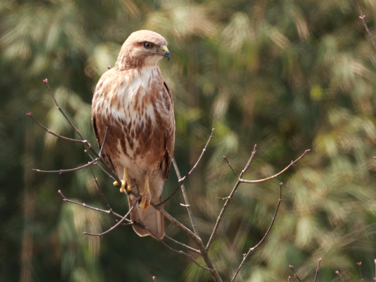 Himalayan Buzzard - ML633642499