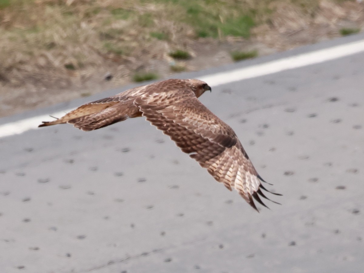Himalayan Buzzard - ML633642500