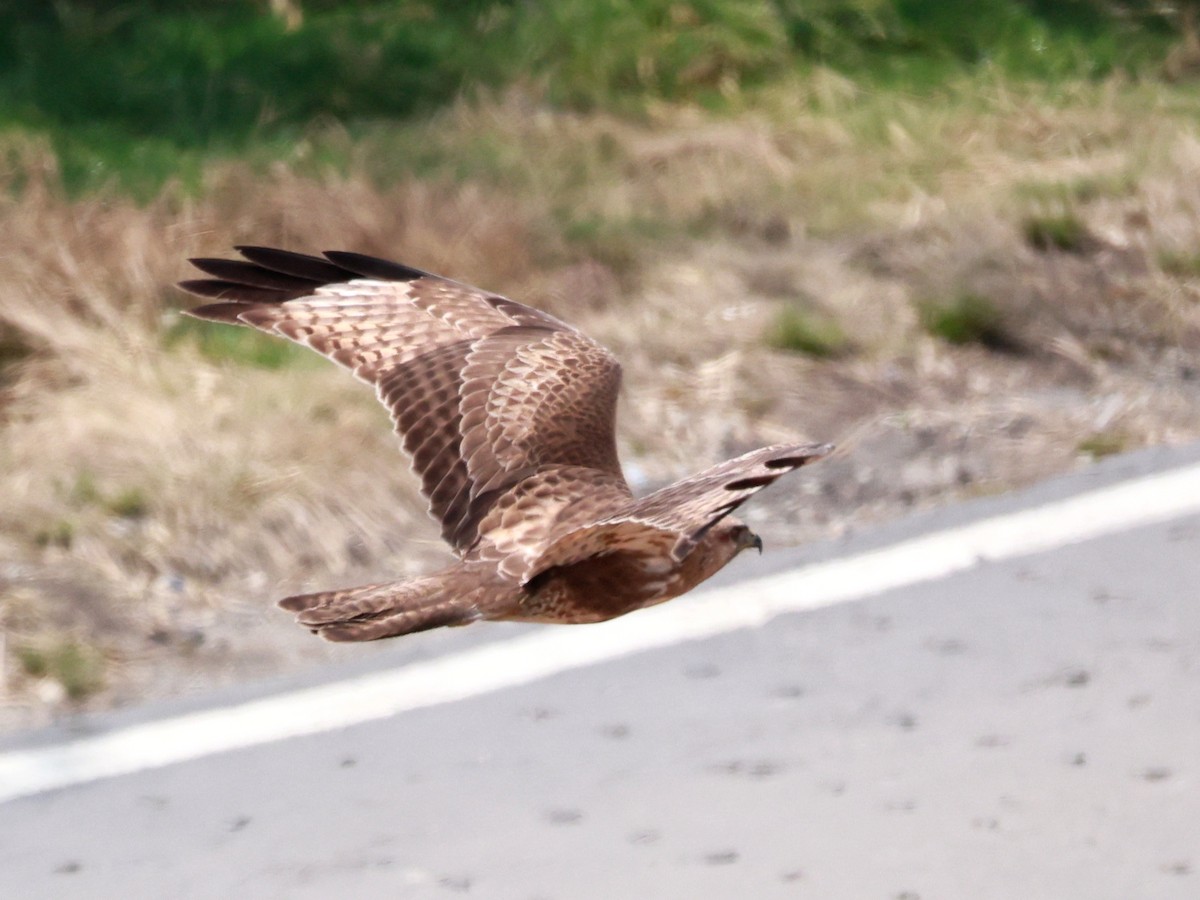 Himalayan Buzzard - ML633642501