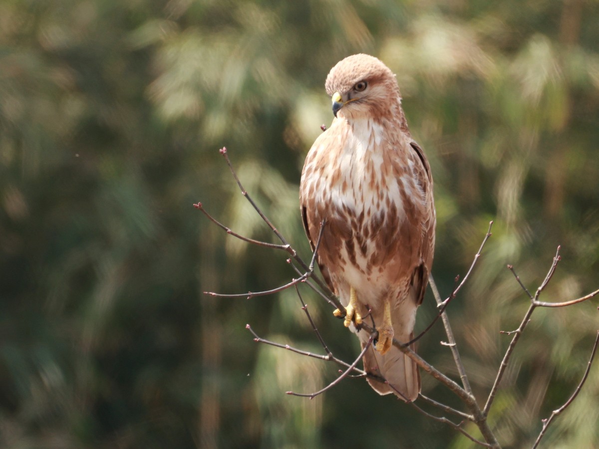 Himalayan Buzzard - ML633642502