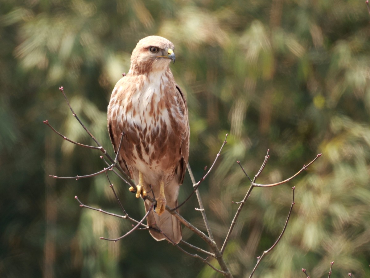 Himalayan Buzzard - ML633642503