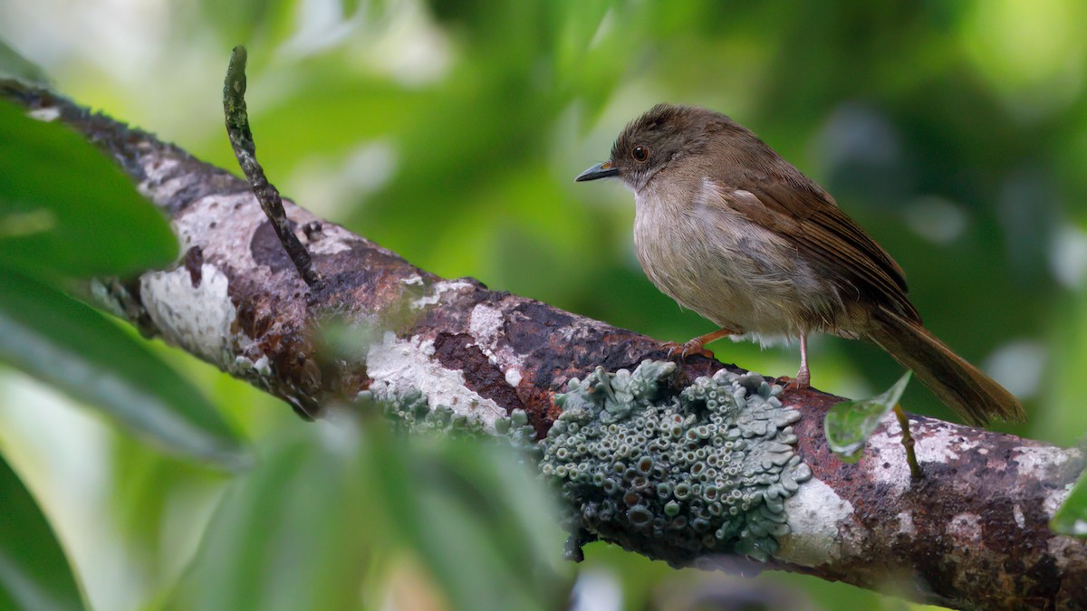 Spectacled Bulbul - ML633642505