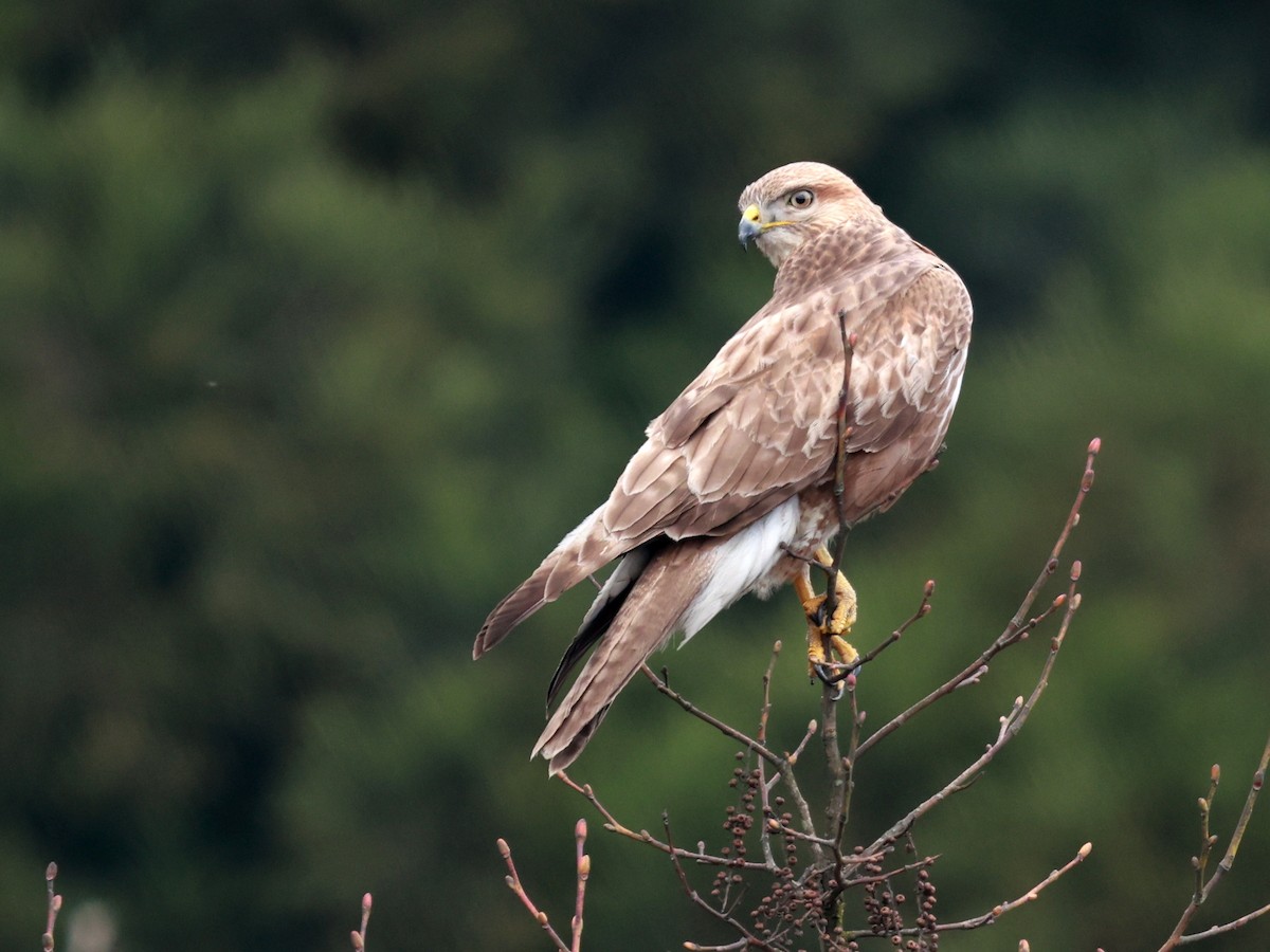 Himalayan Buzzard - ML633642520
