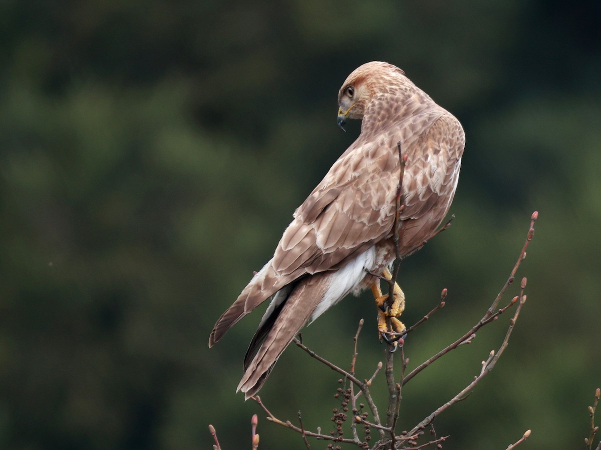 Himalayan Buzzard - ML633642521