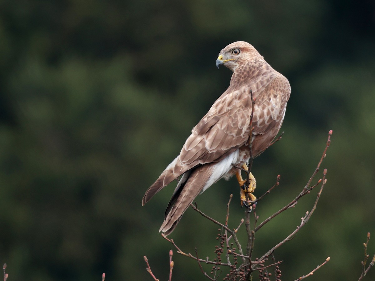 Himalayan Buzzard - ML633642522