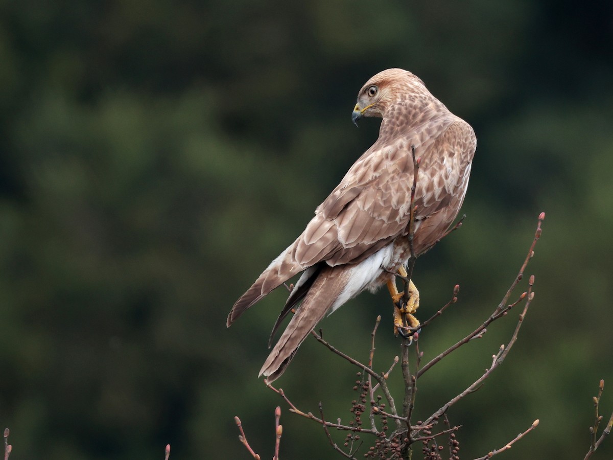 Himalayan Buzzard - ML633642523