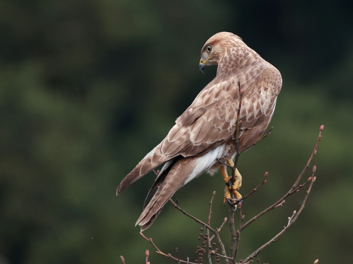 Himalayan Buzzard - ML633642524