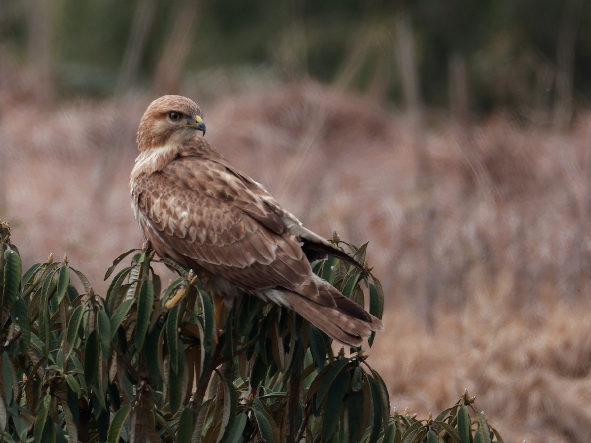 Himalayan Buzzard - ML633642525