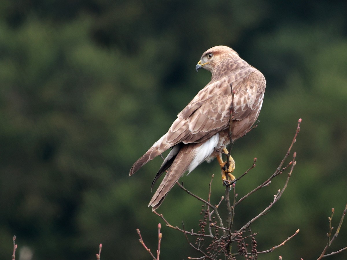 Himalayan Buzzard - ML633642526