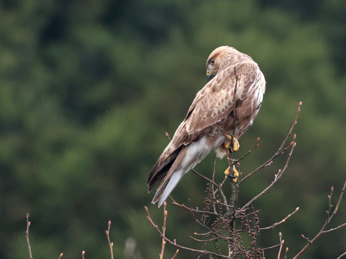 Himalayan Buzzard - ML633642527