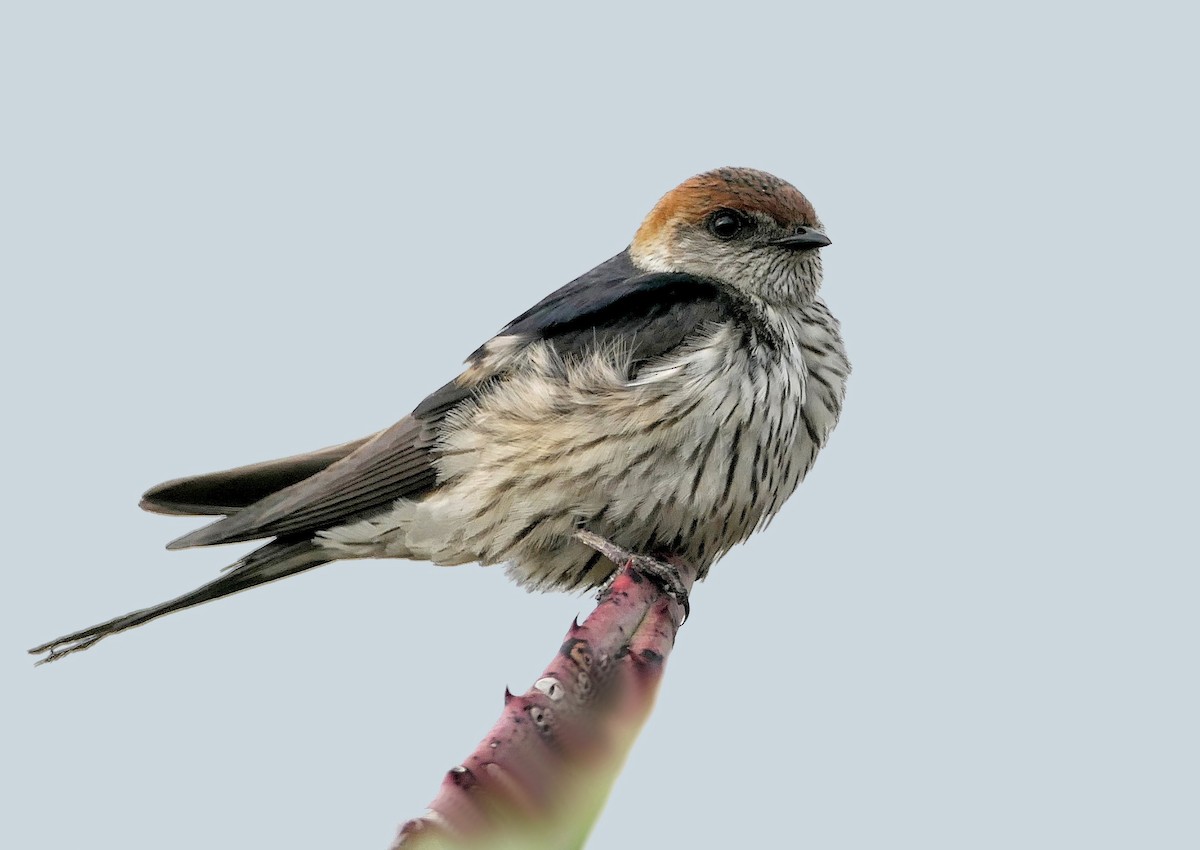 Greater Striped Swallow - ML633642534