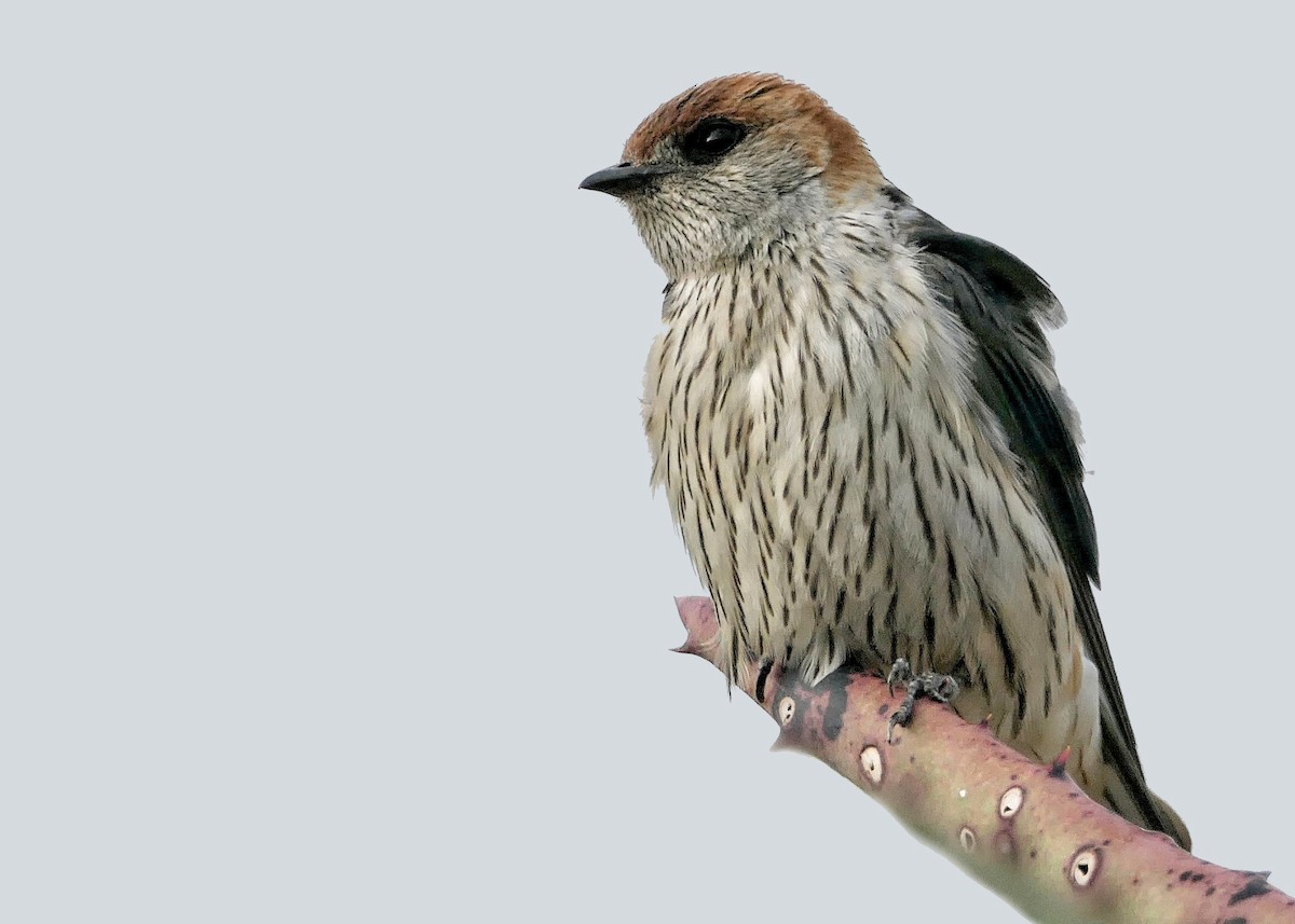 Greater Striped Swallow - ML633642535